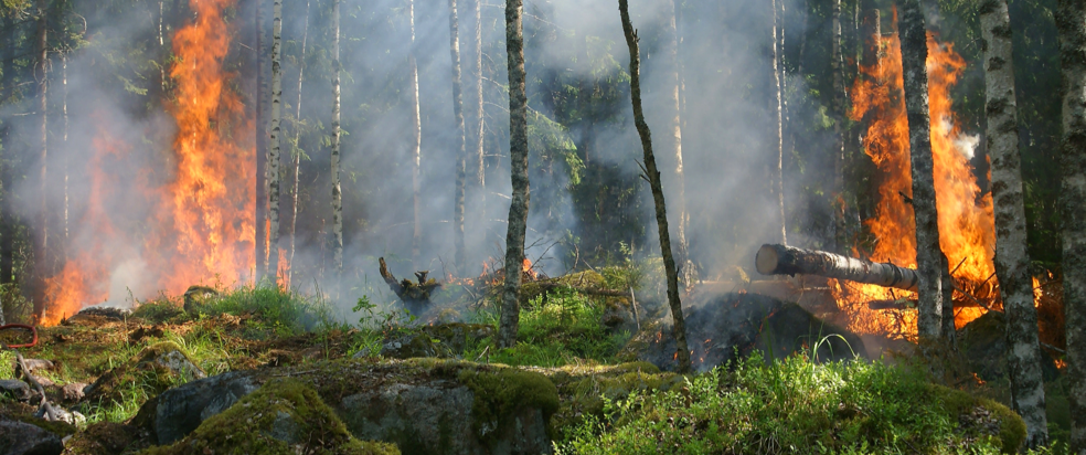 The latest research and insights on fires from GFW